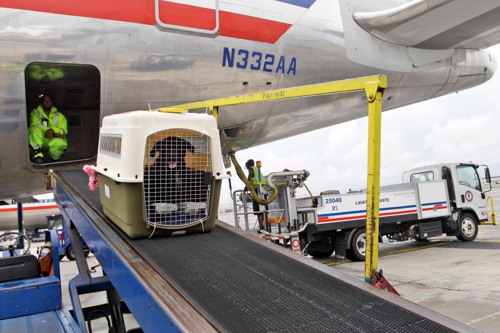 dogs traveling in airplane cargo